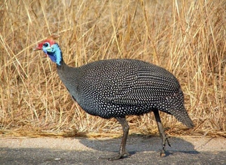 Beç Tavuğu Türleri ve Özellikleri