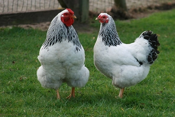 Tavuk Irkları Nelerdir?