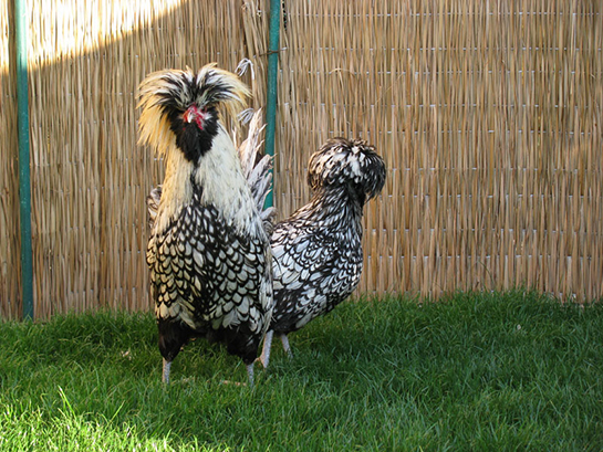 Fizan Tavuğu Türleri ve Özellikleri