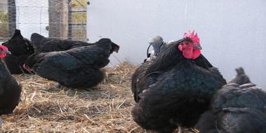 Australorp Tavuk