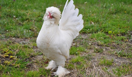 Sultan Tavuğu Türleri ve Özellikleri