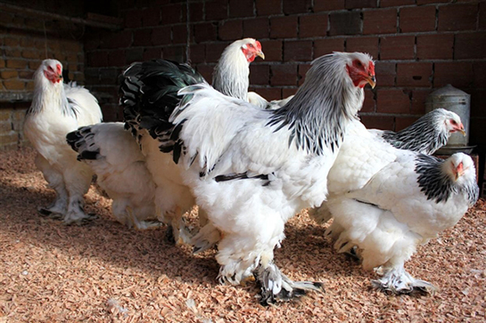 Süs Tavukları Türleri ve Özellikleri