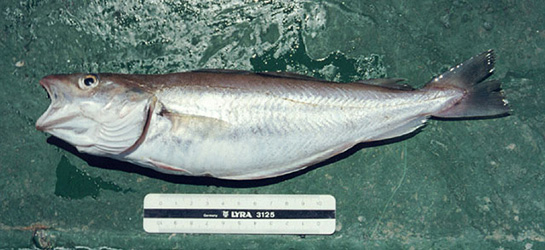 Tavuk Balığı Türleri ve Özellikleri