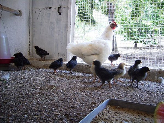 Tavuk Bitinden Nasıl Dökülür?