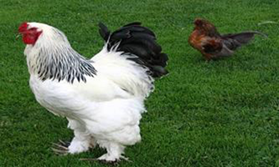 Tavuk Cinsleri Nelerdir?