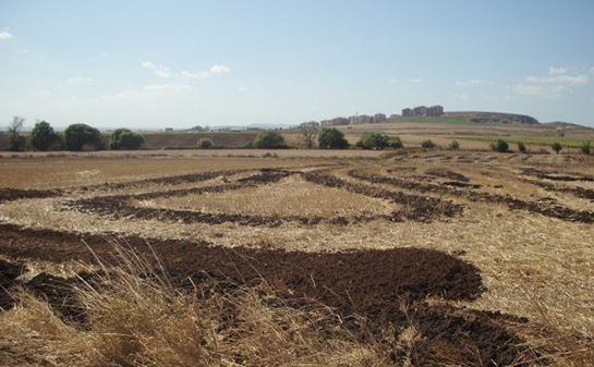 Tavuk Gübresi Kullanımı ve Faydaları Nelerdir?